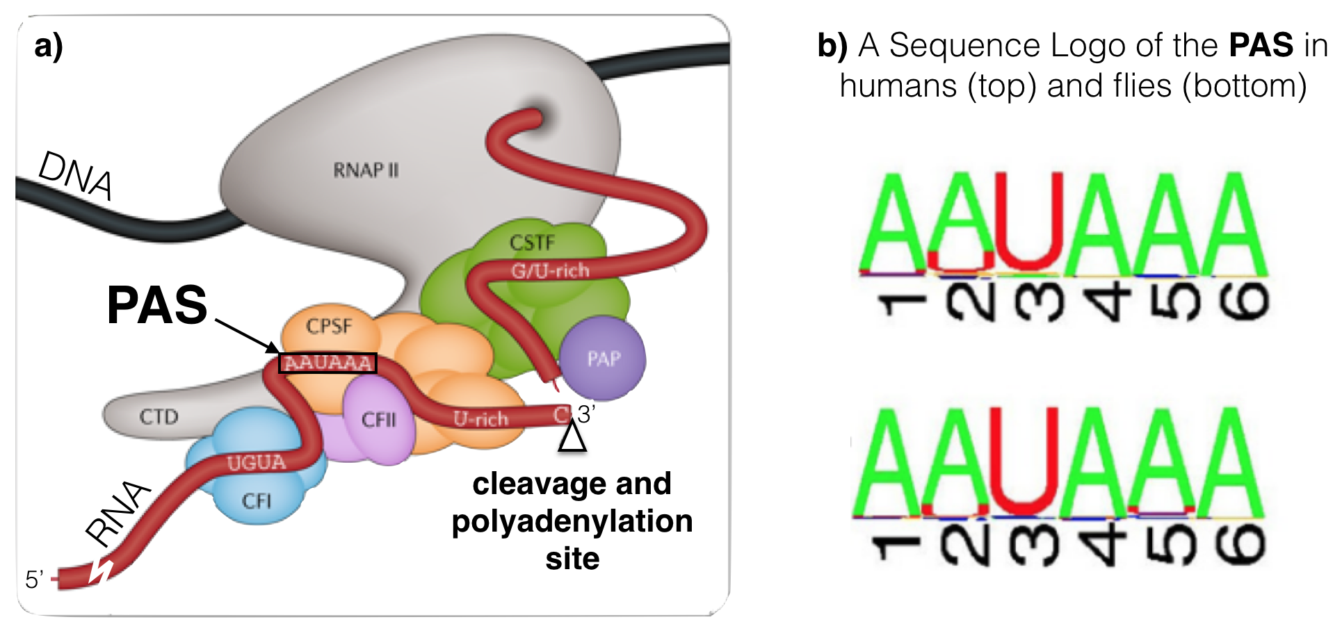 a) A schematic of an RNA (in red) just after cleavage but before polyadennylation. The 5' end of the RNA extends to the bottom left. An open triangle points to the site of cleavage. Notice that the PAS (AAUAAA) is upstream of the cleavage site. The G/U-rich region is downstream. CTD, CFI, CFII, CPSF, CSTF and PAP make up the cleavage and polyadenylation machinery. The **PAP** is the **P**oly **A** **P**olymerase, the enzyme that adds adenine ribonucleotides to the 3' end of the message. b) These sequence logos illustrate how conserved the PAS really is even between humans (top) and flies (bottom). 