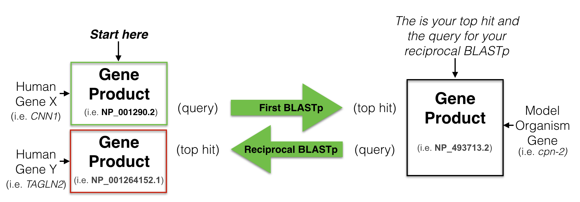 A schematic diagram to another possible outcome for a reciptrocal best hit analysis. See text for details.