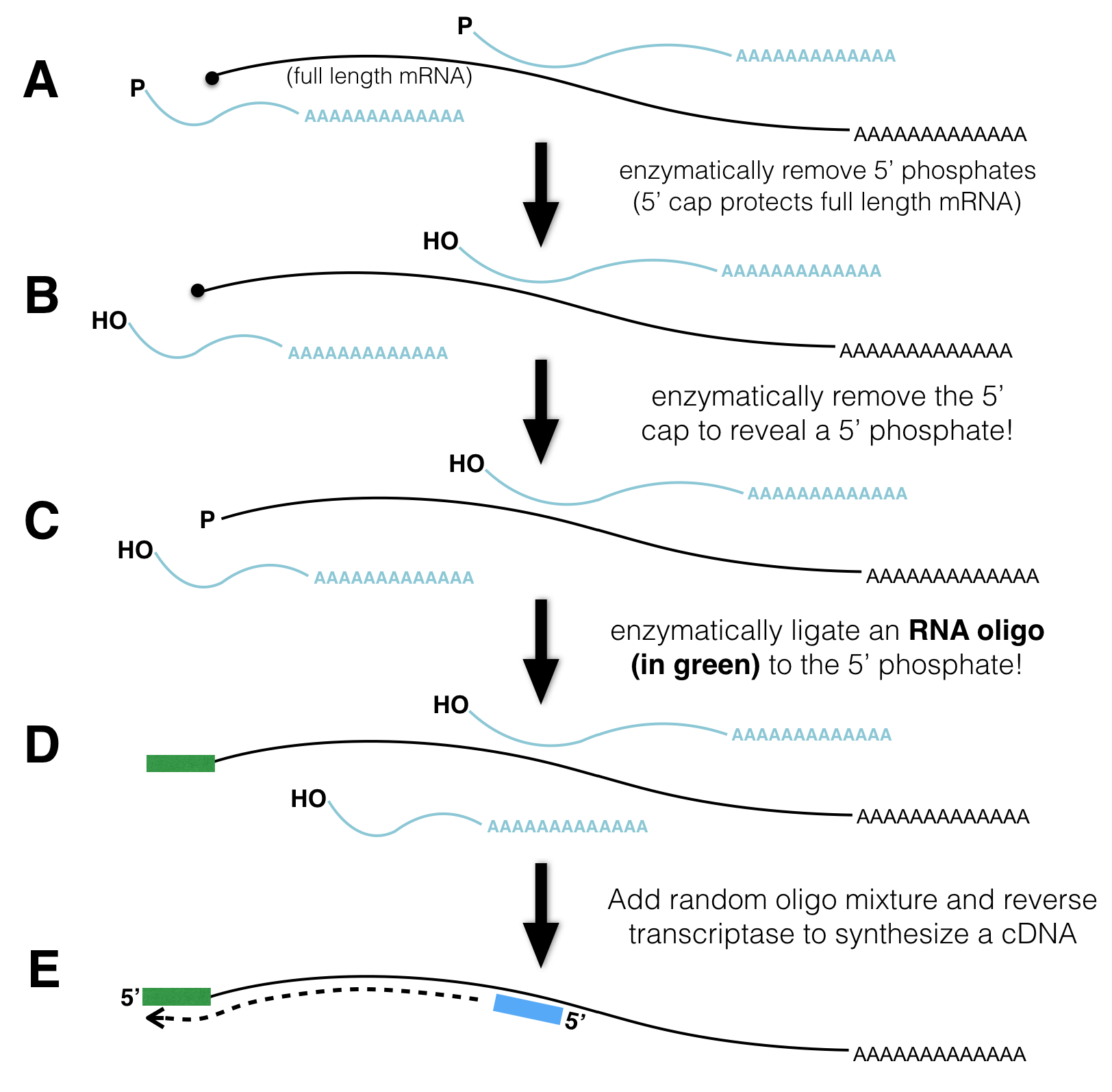 TSSseq protocol. A) All mRNA possessing a poly A tail is separted from total RNA. The resulting sample contains both full length mRNA with a 5' cap and partially degraded mRNA with a 5' phosphate (P-). B) An enzyme that removes 5' phosphates is added. See the P change to OH. C) An enzyme is added that removes the 5' cap structure. See the black circle change to a P. D) RNA ligase attaches an RNA oligo (green rectangle) to all RNAs that had a 5' phosphate in C). E) The addition of reverse transcriptase and random oligos produce cDNA fragments. Those cDNA fragments that once had a 5' cap all have the same sequence at their 3' ends.