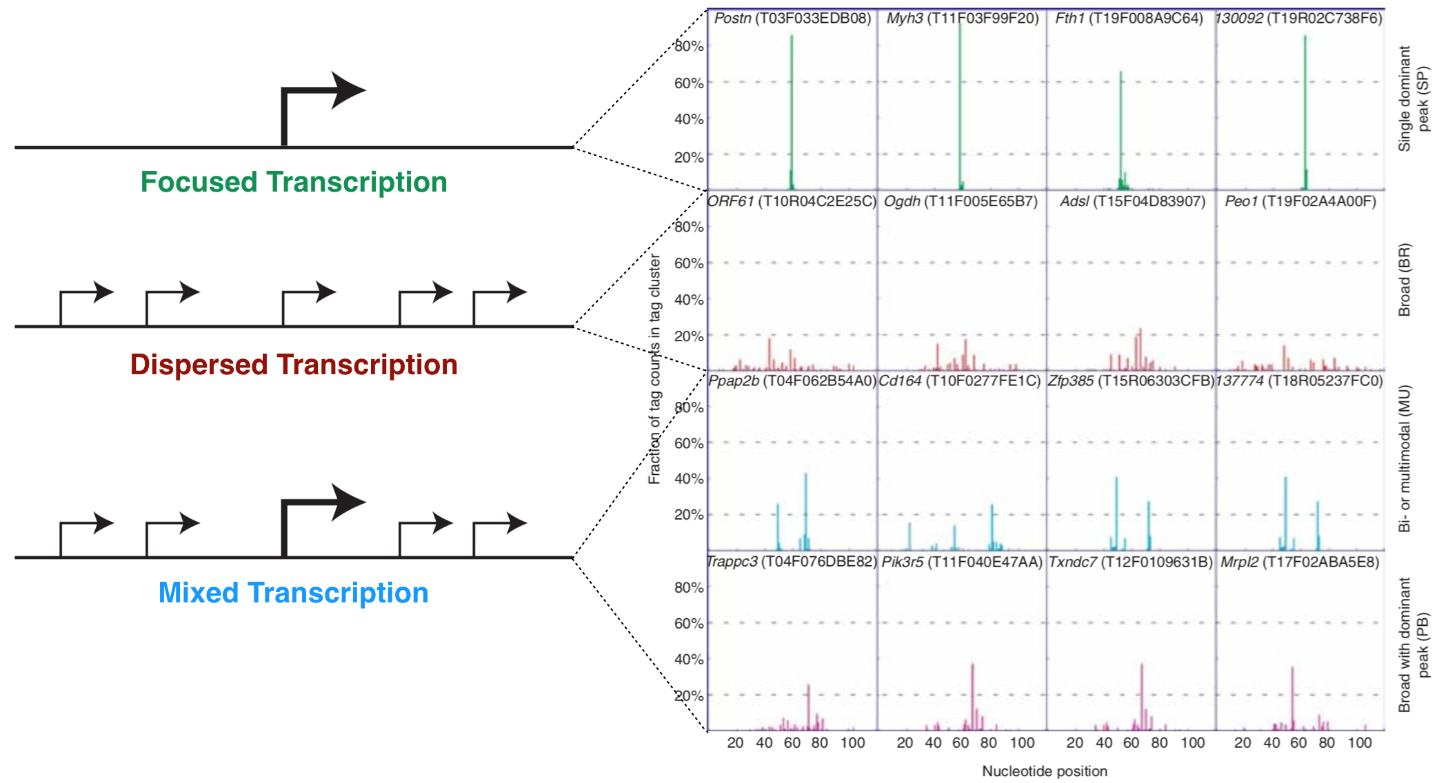 The left schematic from Vo ngoc et al. 2017 illustrates the three main types of promoters that are found in animals: Focused, Dispersed and Mixed. The right image from Carninci et al. 2006 displays TSS seq data for a number of genes that illustrate each type of promoter.