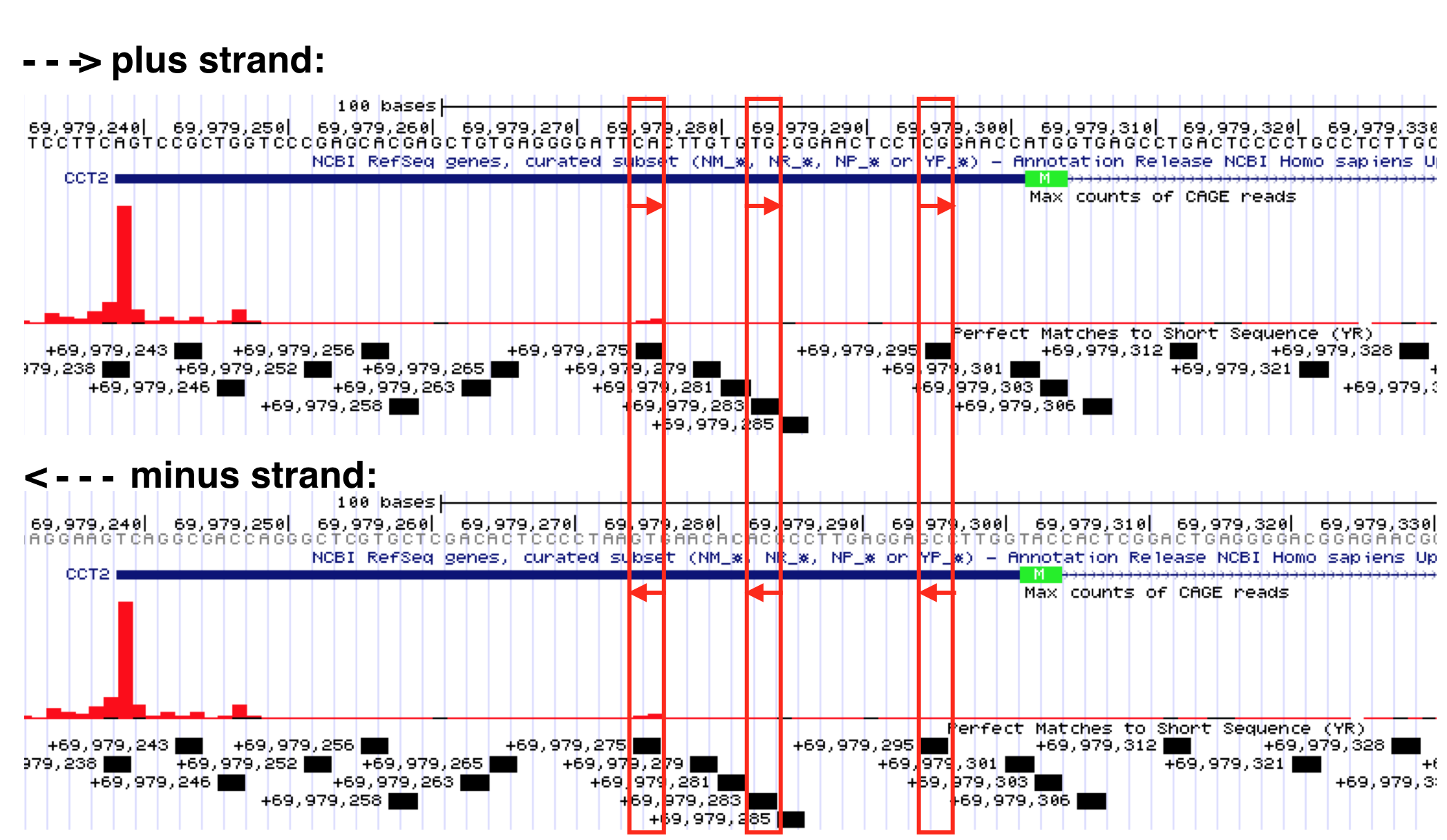 Select YR consensus sequences identified by the Short Match evidence track are boxed in red. Recall, Y = C or T while R=G or A. If you read the top strand sequence (from left to right) you can confirm that each is a YR consensus sequence. If you read the sequence (from right to left) for the exact same position in the minus strand, you will see it is also a YR sequence. Why do they label all YR Short Matches as plus strand? Convenience? I don't know.