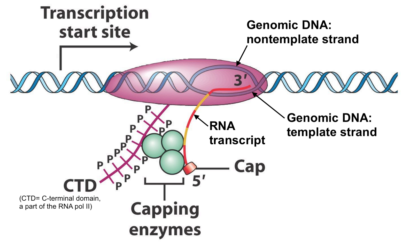 Original image from Peter J. Russell, iGenetics: Copyright © Pearson Education, Inc., publishing as Benjamin Cummings. Additional annotation added here for clarity.