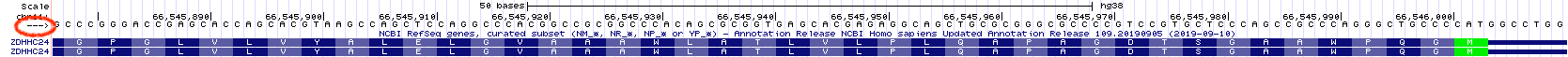 This is the first half of the first **coding** exon of ZDHHC24. The noncoding portion of exon 1 extends to the right this time because *ZDHHC24* is a bottom strand (or minus strand) gene. The red oval highlights the strand you are currently viewing. Since the arrow points to the right, the top strand (5' on the left) is displayed. You can toggle this arrow with your mouse.