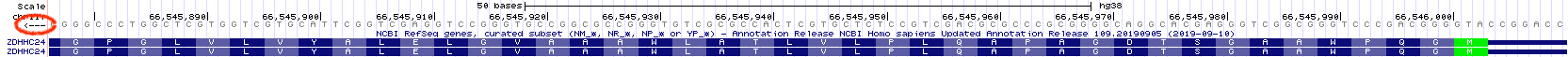 Again, this is the first half of the first **coding** exon of ZDHHC24. The red oval highlights the strand you are currently viewing. Since the arrow points to the left, the bottom strand (5' on the right) is displayed. Notice that the DNA sequence is gray. Compare to the top image. This is a visual reminder of which strand you are viewing.