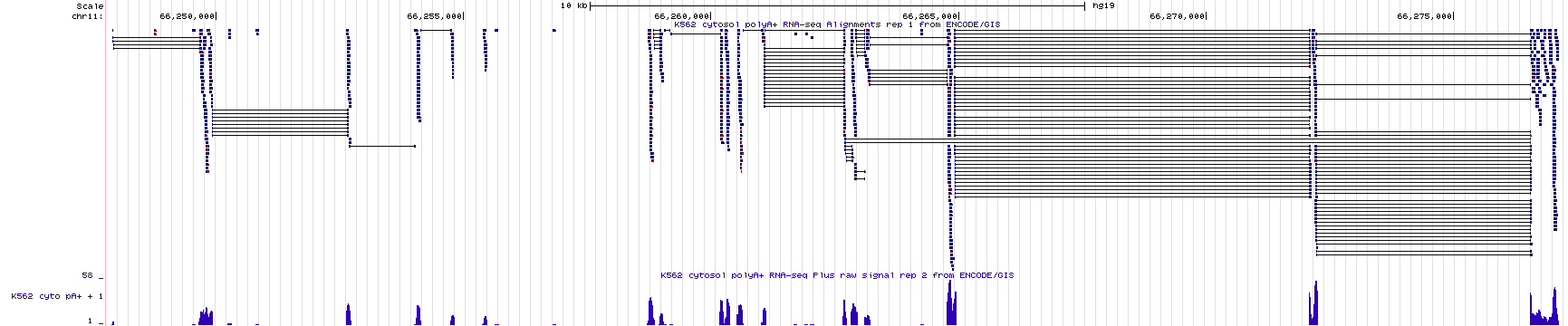 RNAseq data corresponding to a small region in the genome with the base position and gene prediction tracks hidden. Guess how many genes you think map to this region of the human genome. Continue reading below to discover the answer.