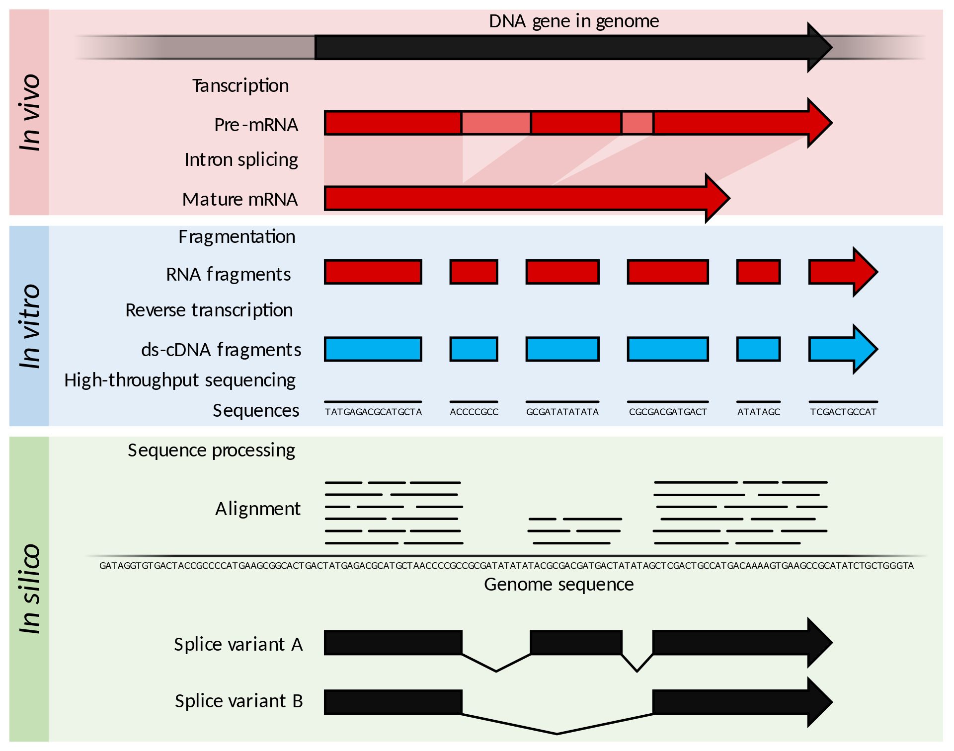 Source: [Wikipedia](https://en.wikipedia.org/wiki/RNA-Seq)