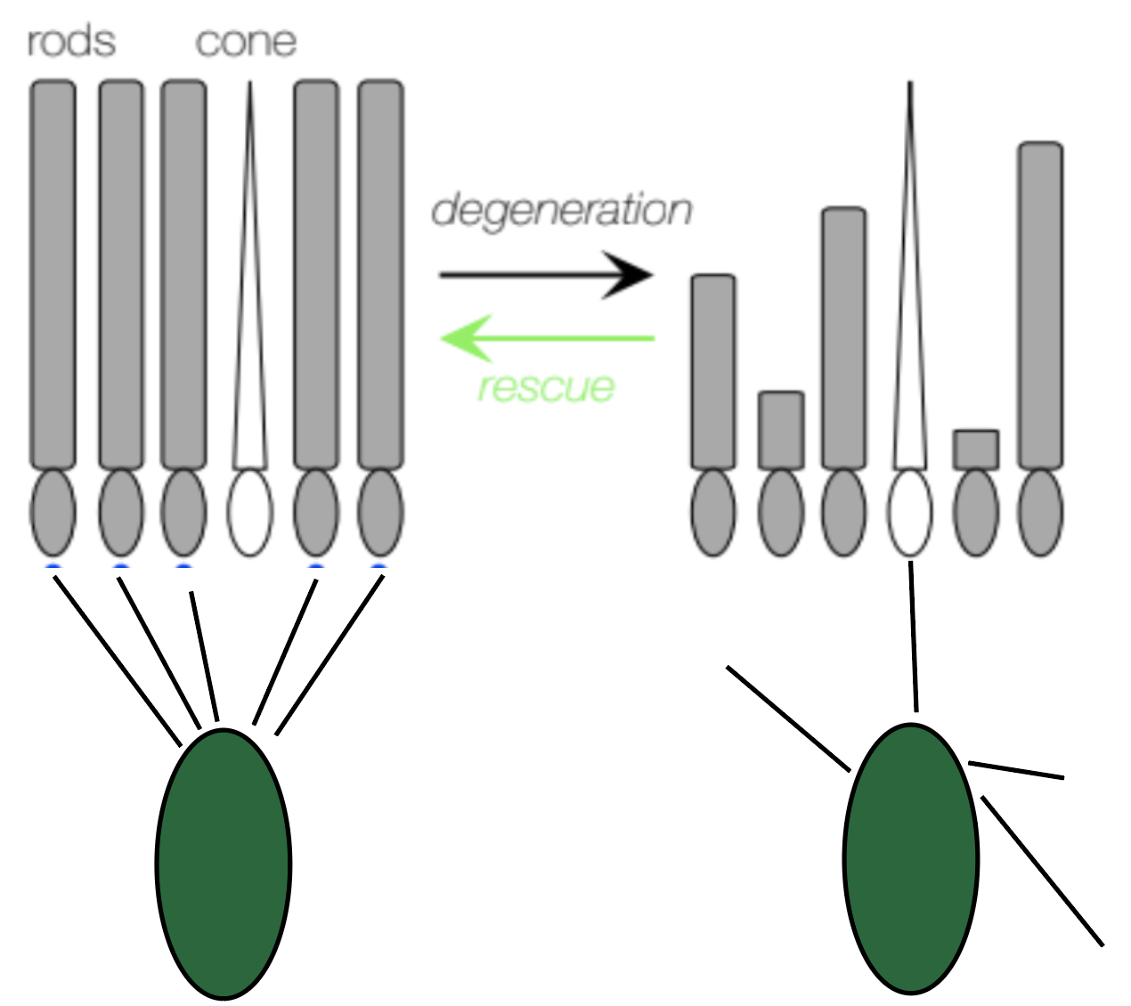 Graphical abstract illustrating changes in rods and bipolar cells during degeneration and following rescue.