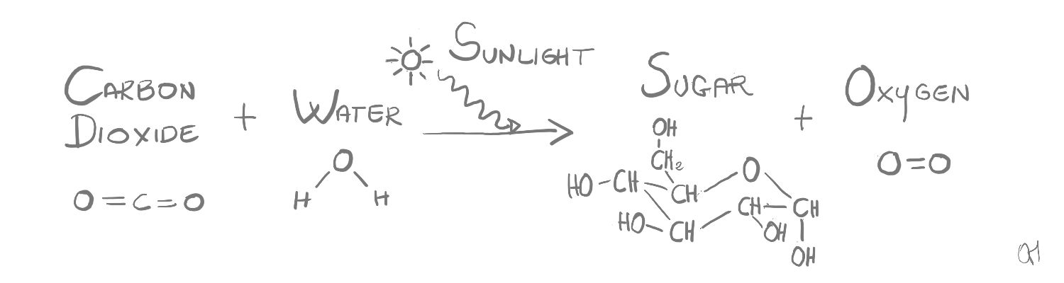 photosynthesis