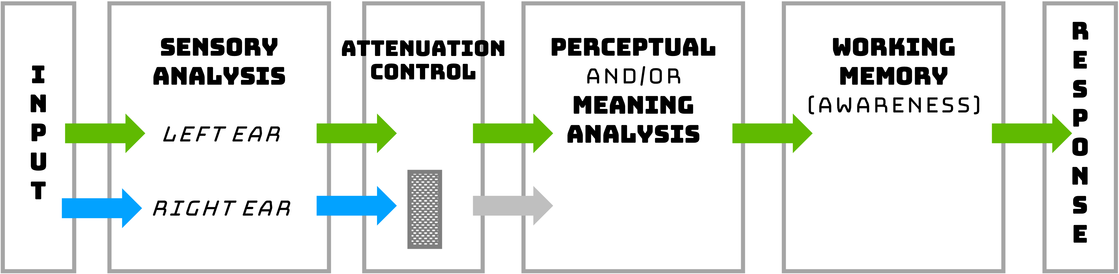 Treisman Attenuation Model, an early selection model. This figure shows information coming in both ears, but in contrast to the early selection model, there is no filter that completely blocks nonselected information. Instead, selection of the left ear information strengthens that material, while the nonselected information in the right ear is weakened. However, if the preliminary analysis shows that the nonselected informatio is especially pertinent or meaningful (such as your own name) then the Attenuation Control will instead strengthen the more meaningful information.