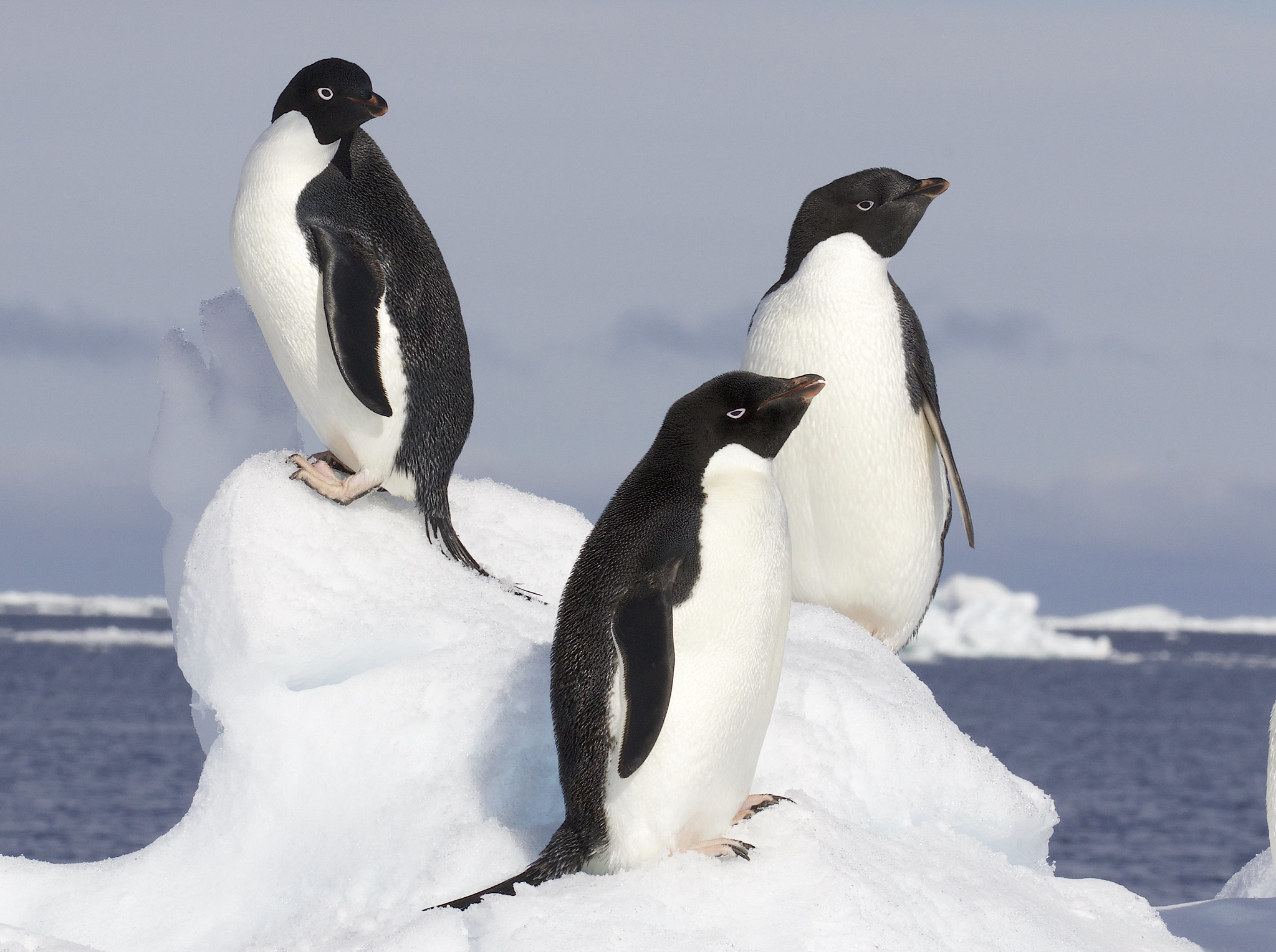 Adelie Penguin