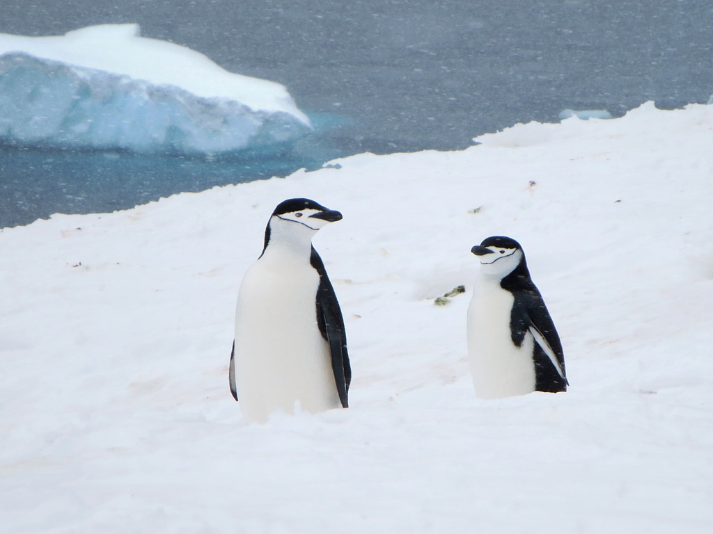 Chinstrap Penguin