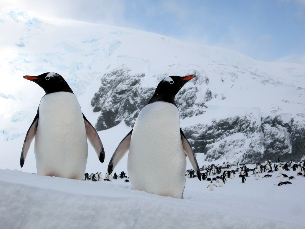 Gentoo Penguin