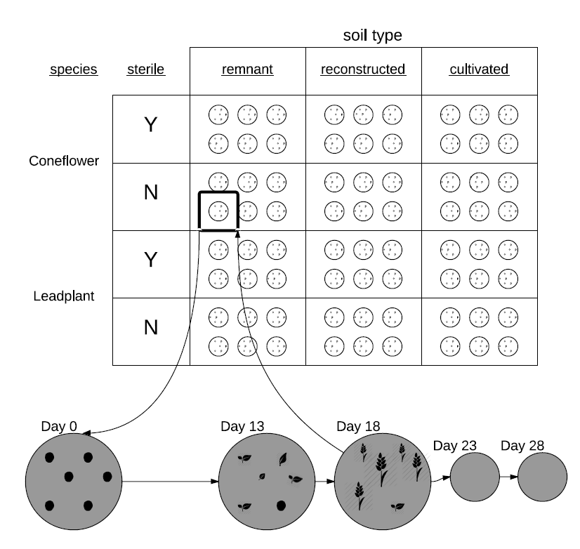 The design of the seed germination study.