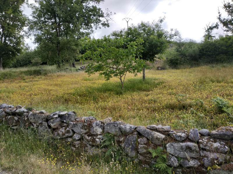 Wildflower meadow on the Camino. Dozens of these surround the route.