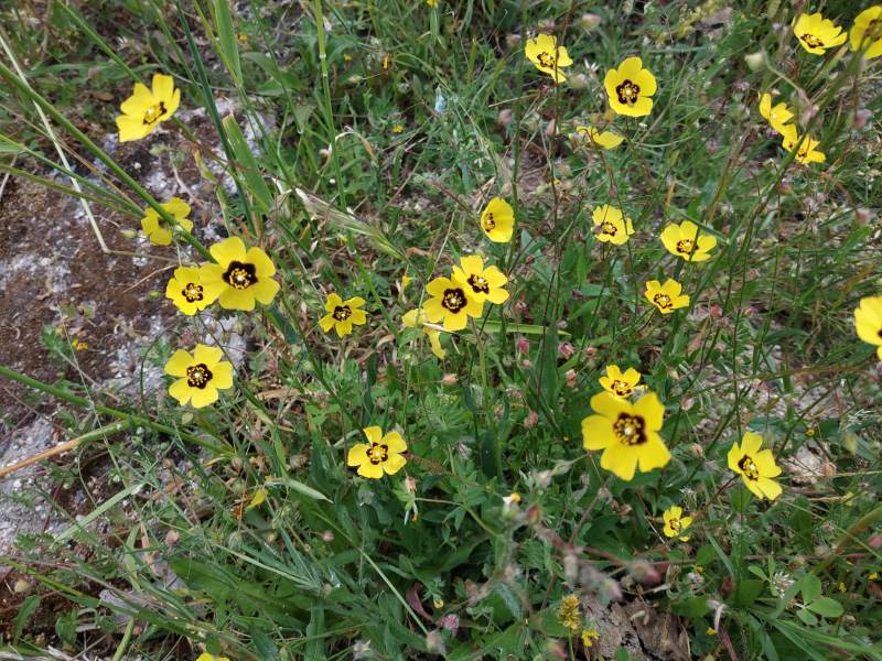 Closeup of the wildflowers.