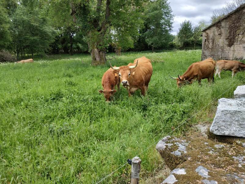 Las vacas munched on verdent grass while we lunched.