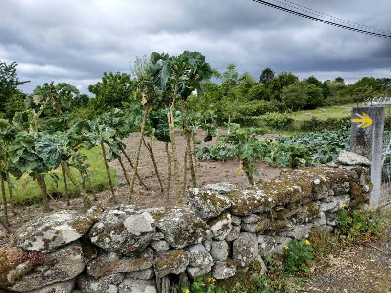 Giant brassicas, as tall as a person.