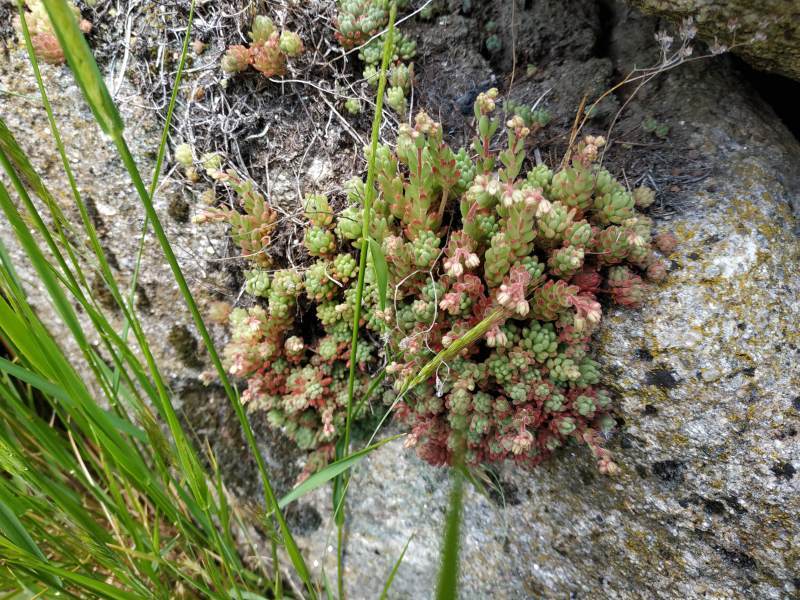 Abundant plantlife covered every surface. Suculants growing on a stone wall.