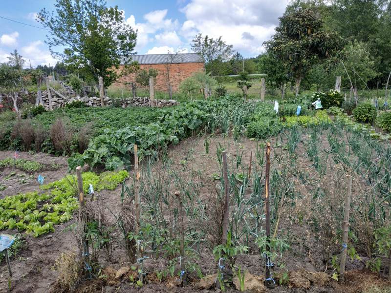 Galician garden. Allotments and gardens with delicious-looking vegetables dotted the route of el camino.