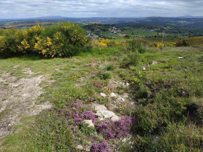 Reward for another long climb: stunning views and bountiful giant gorse bushes alongside bright purple heather.