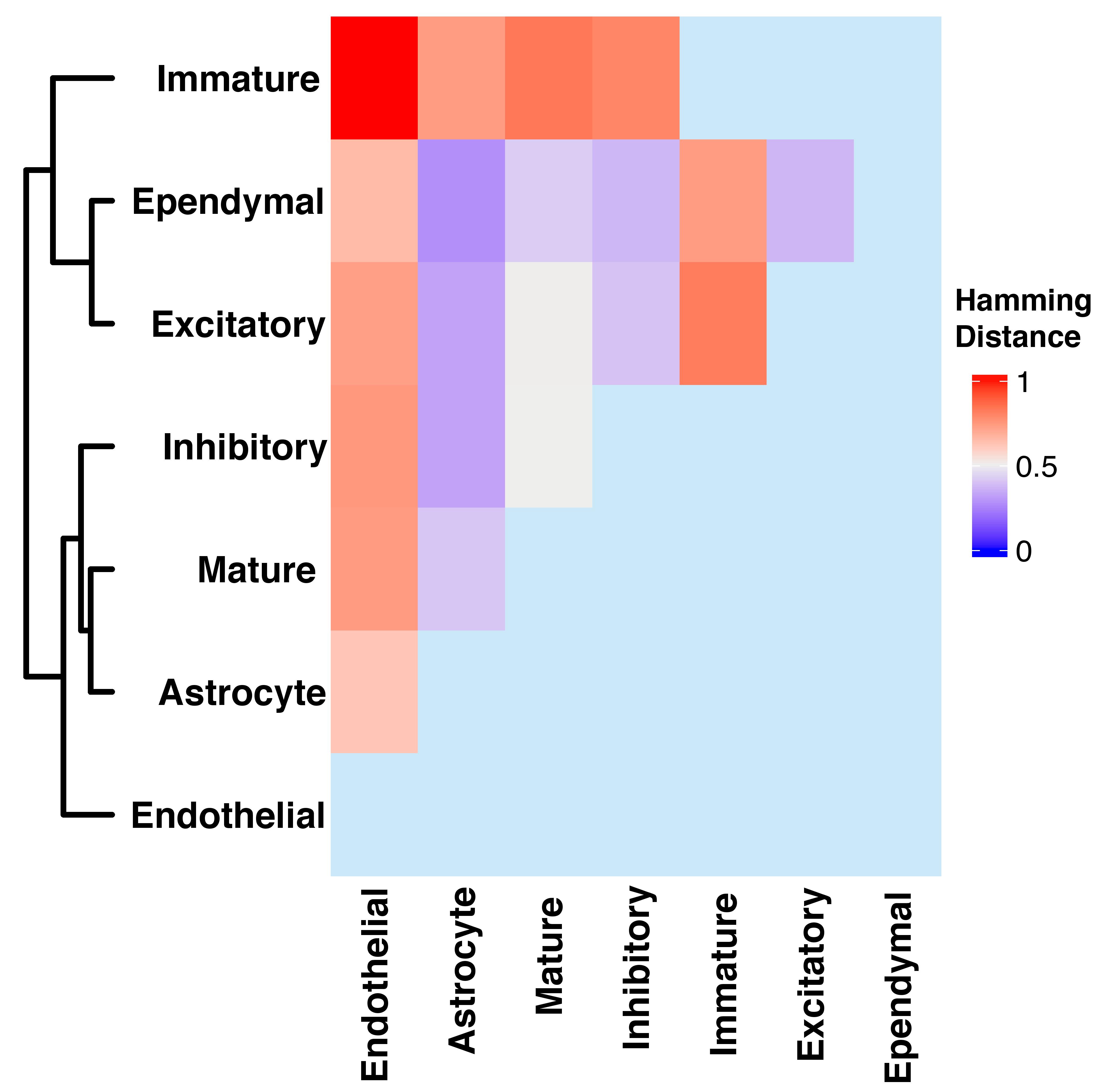 The Figure shows heatmap of Hamming distances between cell-type specific networks.