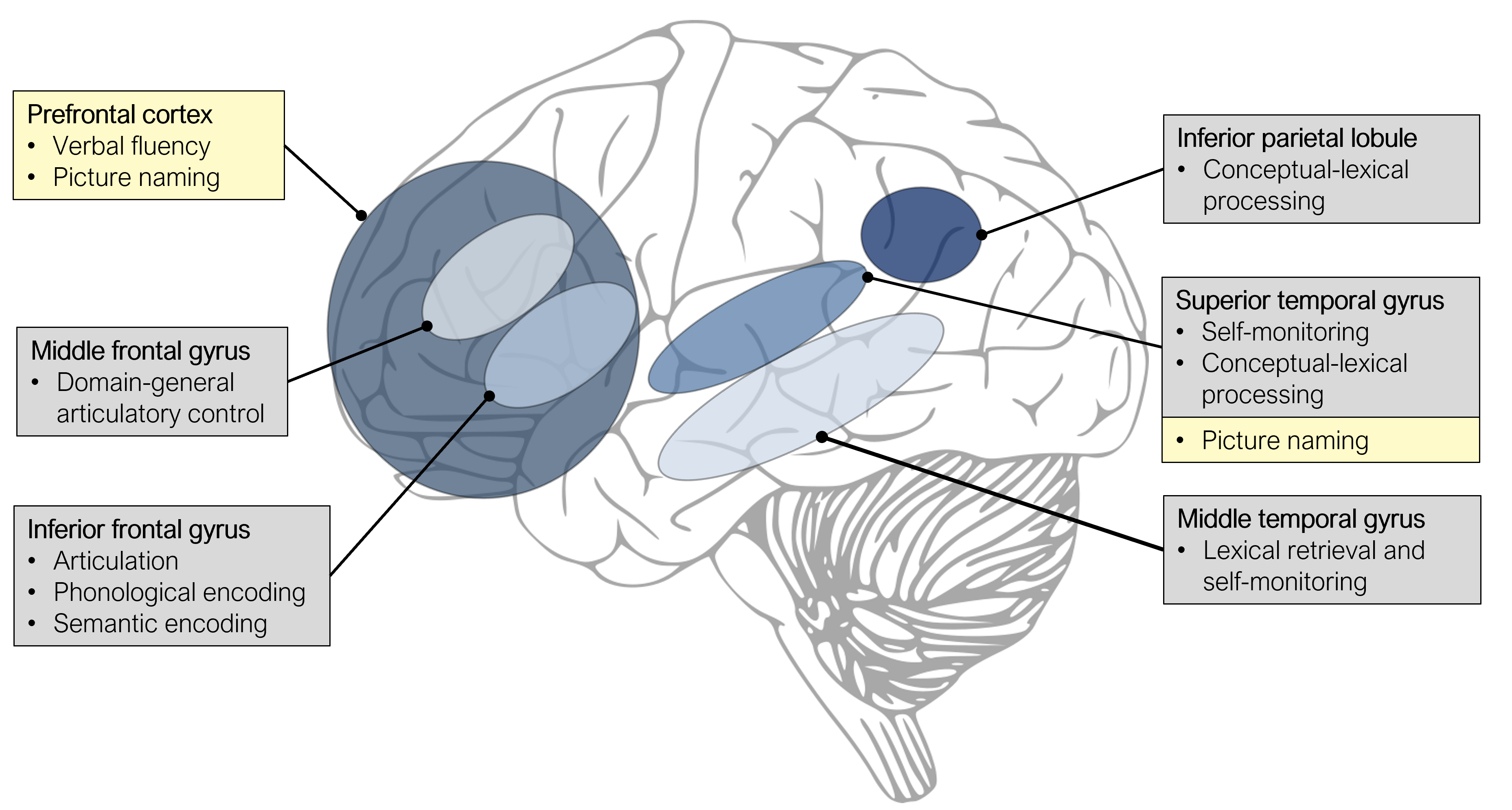 Overview of left-hemispheric brain regions involved in language production, as indicated by TMS (grey boxes) and tDCS studies (yellow boxes).