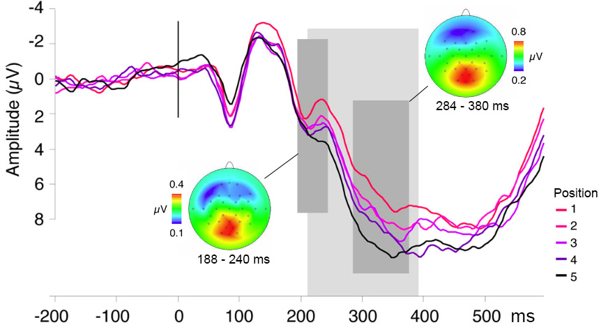 Event-related potentials in a continuous picture naming task corresponding to the five ordinal positions within semantic categories, thought to tap into lexical selection, time-locked to picture onset. The waveforms originate from ten posterior scalp electrodes. A cumulative increase in signal amplitude over ordinal positions is observed during the time period indicated by the light shaded area. Scalp topographies are shown for the averaged difference waves (the ERP for each position subtracted from its subsequent position), averaged over the two time windows indicated (dark shaded areas). Figure modified from courtesy of Kristof Strijkers.