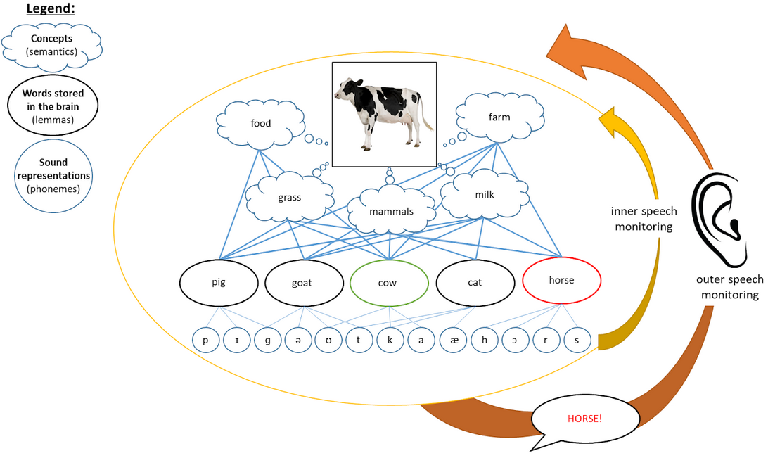 Inner (yellow) and outer (orange) loops of speech monitoring. The outer loop monitors our speech as we hear ourselves speak whereas the inner loop monitors our speech before it is actually produced. Figure adapted with permission from Andrade and Ries [-@andrade_repairing_2022].