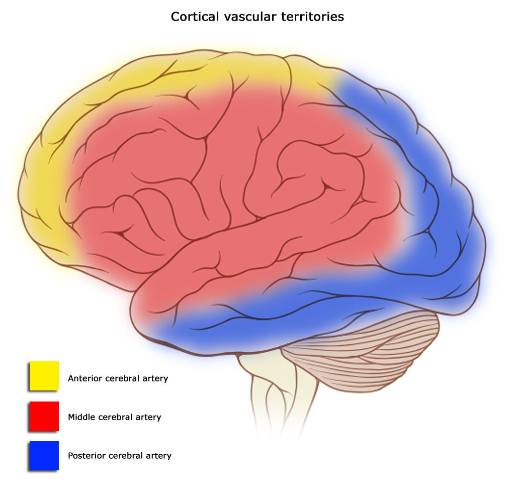 Blood supply to different areas of the brain by three different arteries. Image by Dr. Frank Gaillard, through Wikimedia Commons.