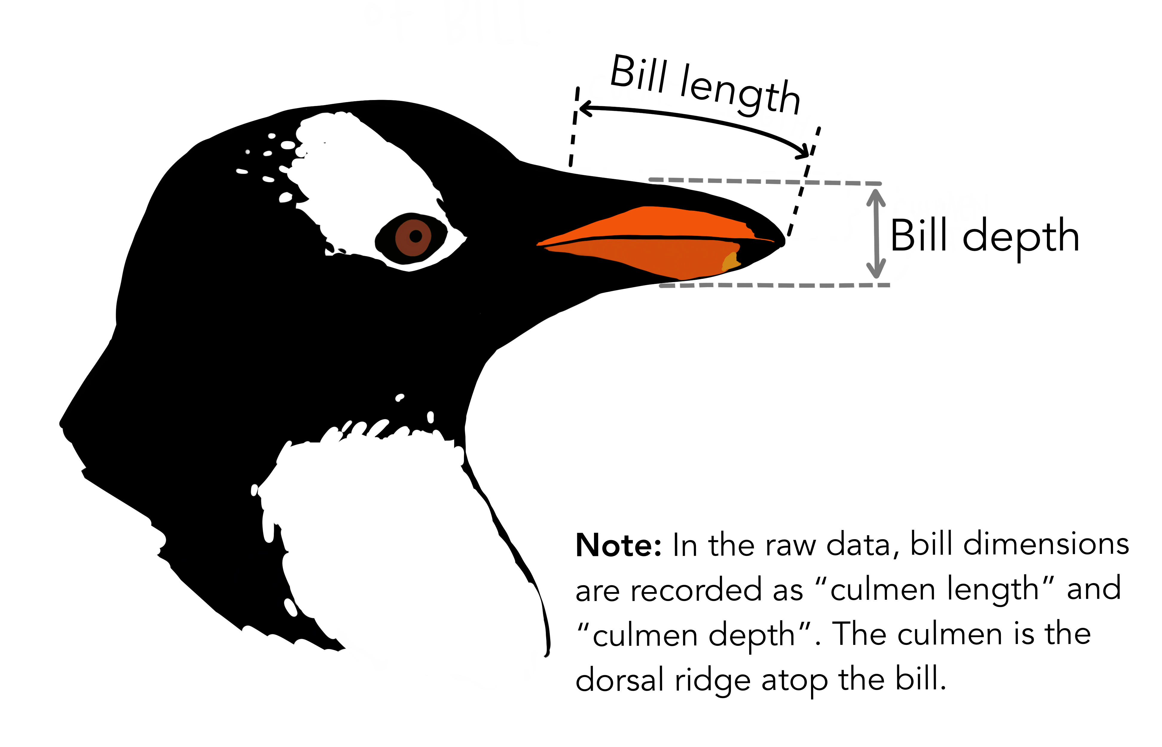 A description of bill measurements in the penguin dataset [link](https://allisonhorst.github.io/palmerpenguins/)