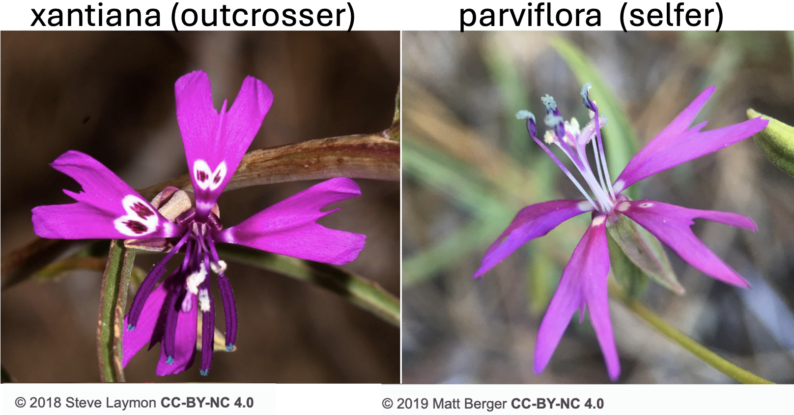 Our species. Images taken from [Calflora](https://www.calflora.org/app/taxon?crn=2228)