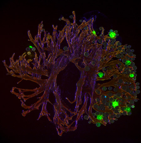 Image of quantum dot pollen labelling