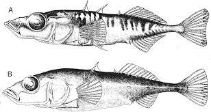 Image of benthic and marine sticklebacks