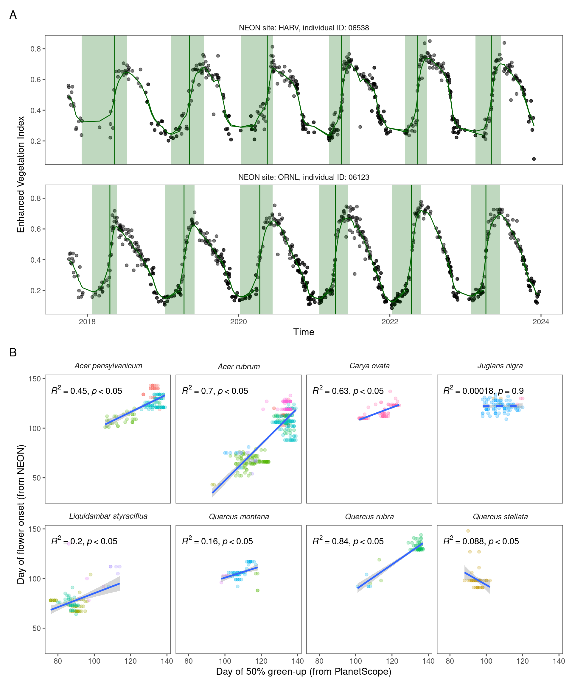 Individual phenological observations extracted from PlanetScope (PS) and National Ecological Observatory Network (NEON) for wind-pollinated taxa. (A) Extraction of individual-level phenological metric from PS data, showing Enhanced Vegetation Index (black point), smoothed Enhanced Vegetation Index (green line), period of green-up (green shade), and extracted 50% green-up time (vertical green line), using two individuals at HARV and ORNL sites as examples. (B) Correlation between time of 50% green-up from PS and time of flower onset from NEON.