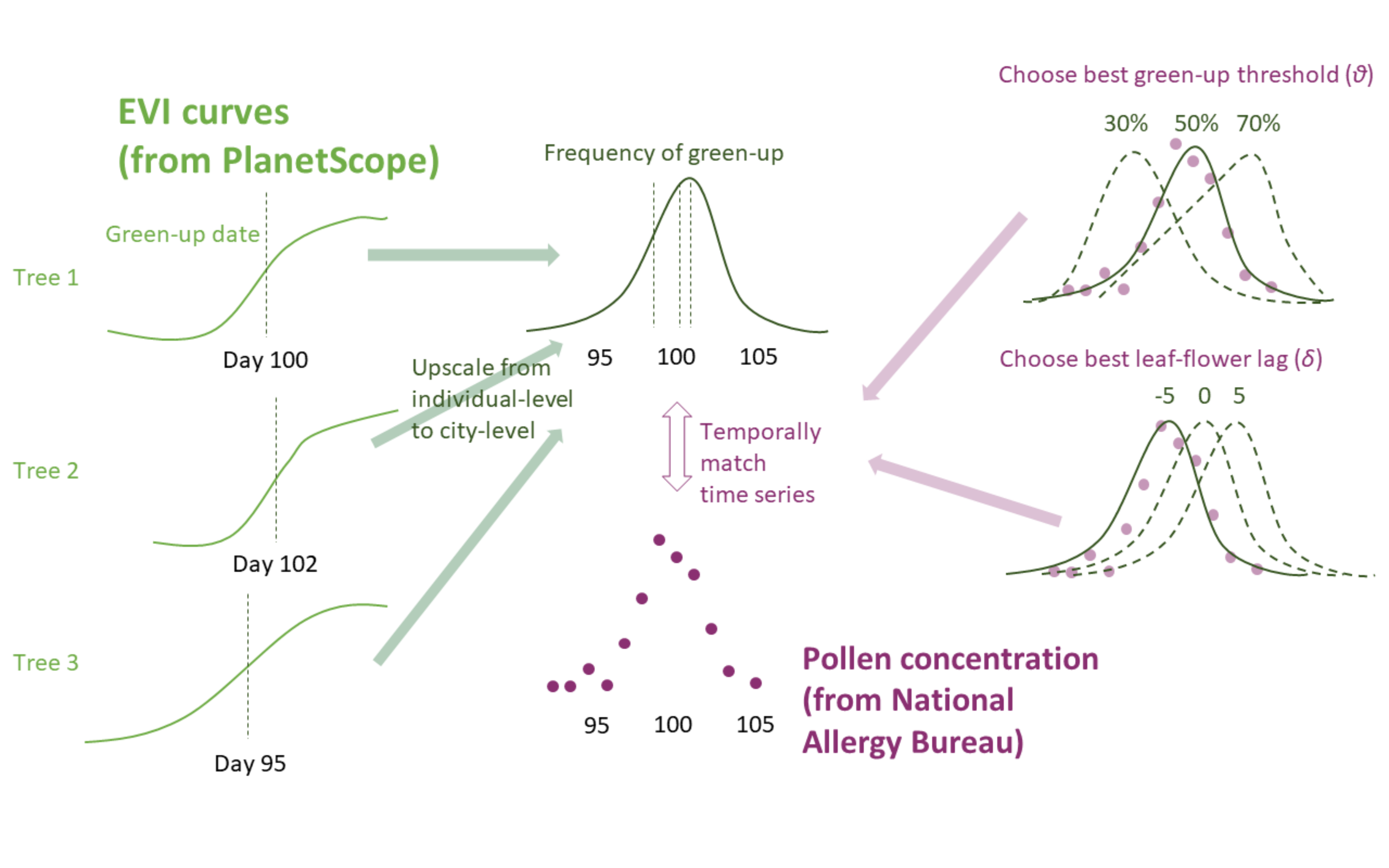 Approach for detecting pollen phenology from remotely-sensed leafing phenology. Enhanced vegetation index (EVI) time series of individual trees are used to determine green-up/down days at various green-up/down thresholds. The green-up/down days were then summarized to the site level as green-up/down frequencies. The green-up/down frequencies were compared with time series of pollen count (squareroot-transformed). For each taxa and across all sites, the green-up/down threshold that lead to the best match in the shapes of leafing and pollen phenology curves was chosen. For each site specifically, the best lag between leafing and pollen phenology curves were chosen.