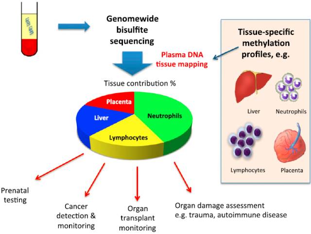 通过全基因组甲基化测序得到血浆DNA组织图谱及其应用的原理示意图