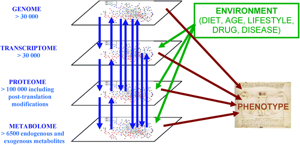 The complex interactions of functional levels in biological systems.